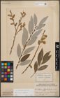 Foto von Salix cinerea L. x Salix eleagnos Scop.